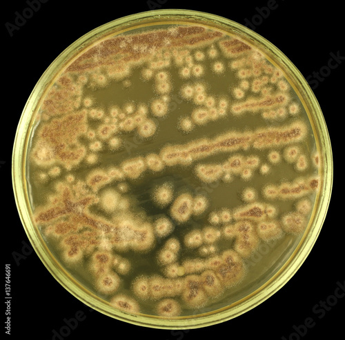 Colonies of pathogenic fungus from air of  biodamaged building on a petri dish (agar plate) manually isolated on a black background. Focus on full depth.