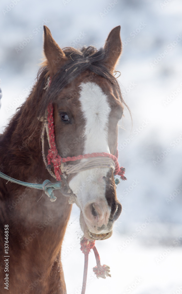 Portrait of a horse on nature in winter Portrait of a horse on nature in winter