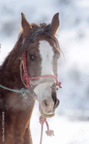 Fototapeta Naklejka Na Ścianę i Meble -  Portrait of a horse on nature in winter