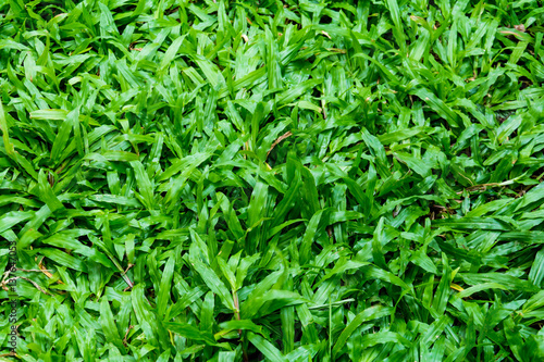 close up grass pattern texture
