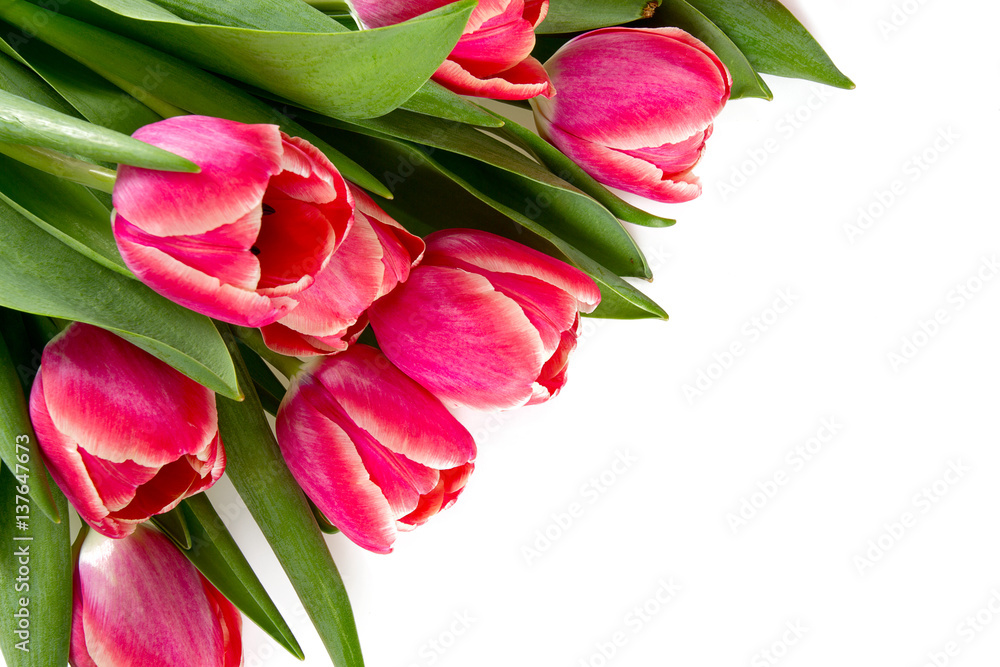 Fototapeta premium pink tulips on white background