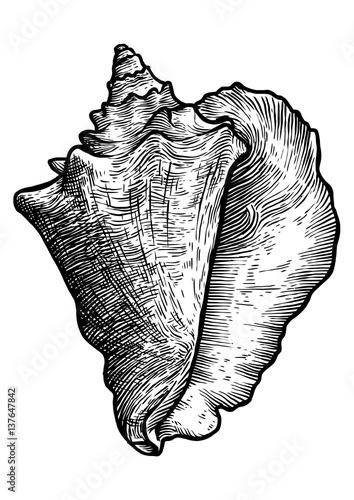 Queen conch illustration, drawing, engraving, ink, realistic
