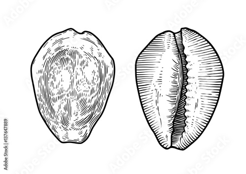 Money cowrie shell illustration, drawing, engraving, ink, realistic