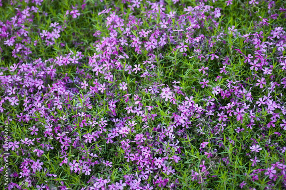 Blooming pink phloxes (Phlox subulata) Blooming pink phloxes (Phlox subulata)