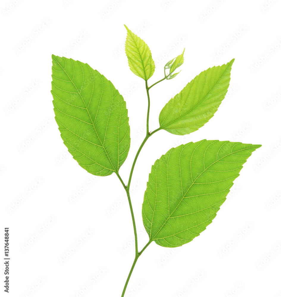 Fototapeta premium green birch leaves isolated on white