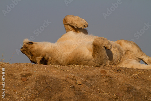 Lion, Madikwe Game Reserve photo