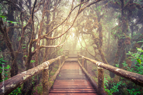 Wooden walkway in the jungle.