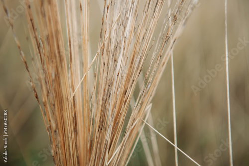 Defocused Reed Thatch Detail Hay Straw Stack Background Texture Agriculture Natural Abstract Striped photo