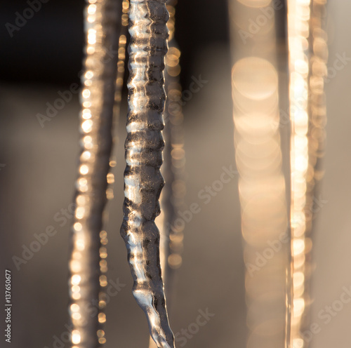 icicles on the nature of the morning