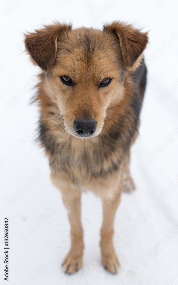 dog on nature in winter dog on nature in winter