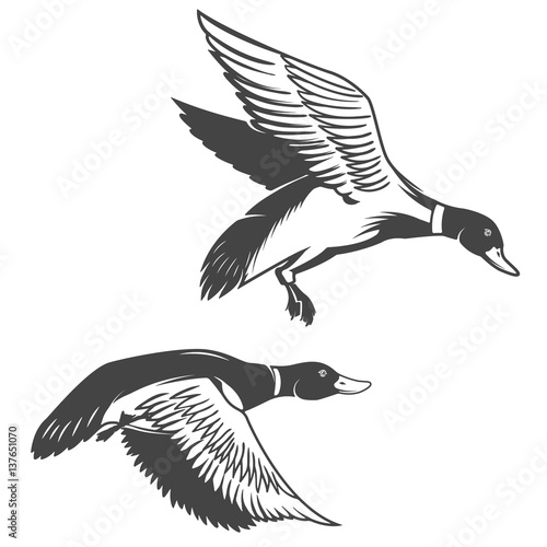 Set of wild ducks icons isolated on white background. Design elements for logo, label, emblem, sign, brand mark.