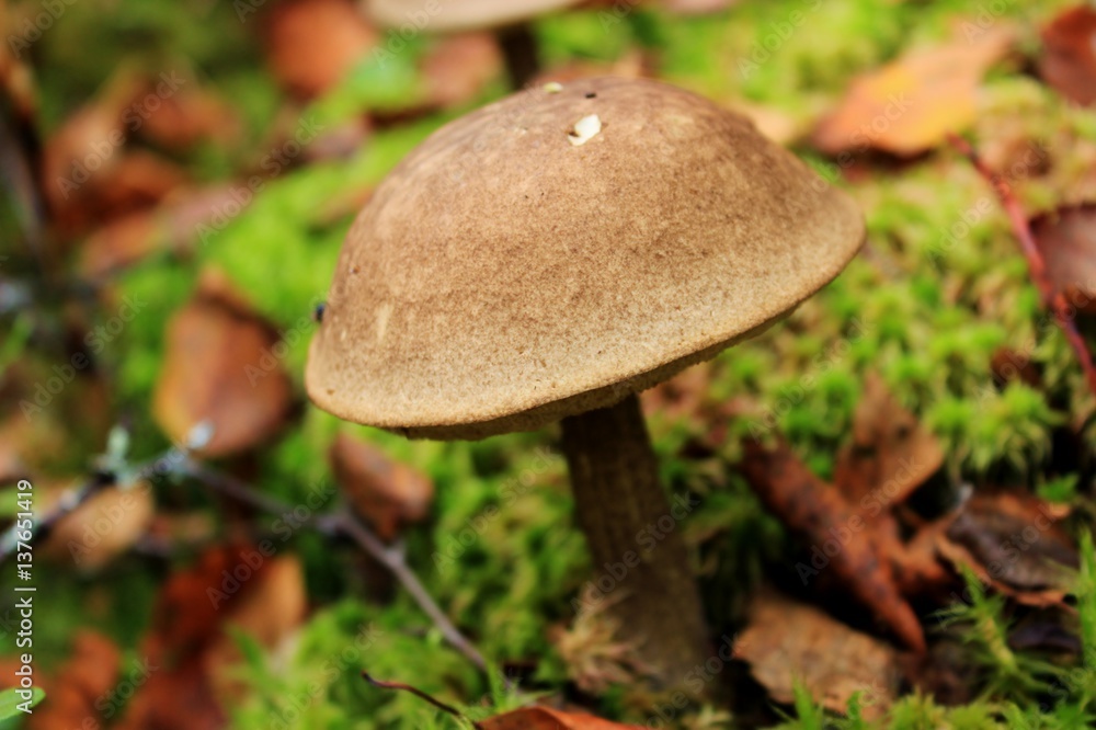 mushroom in the forest, one mushroom grows mushroom in the forest, one mushroom grows