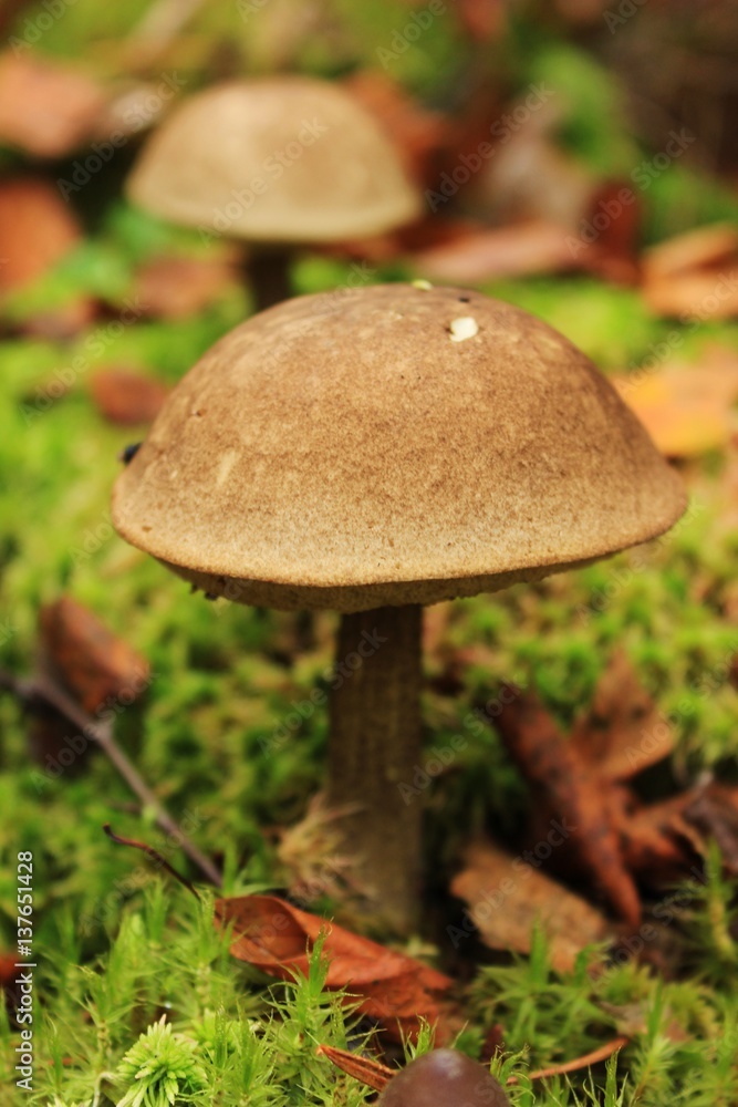 mushroom in the forest, boletus, one mushroom grows mushroom in the forest, boletus, one mushroom grows