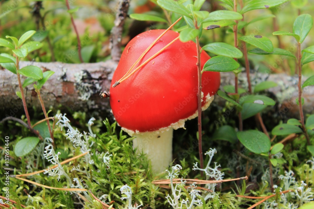 mushroom, red mushroom, poisonous mushroom, mushroom in the forest mushroom, red mushroom, poisonous mushroom, mushroom in the forest