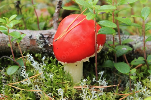 mushroom, red mushroom, poisonous mushroom, mushroom in the forest