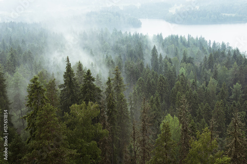 Fototapeta Naklejka Na Ścianę i Meble -  Foggy forest
