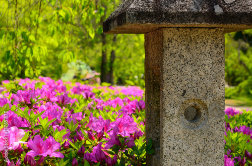 ツツジ 日本庭園 京都 Azalea flower at Japanese garden, Kyoto Japan