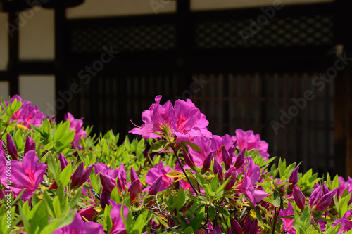 ツツジ 日本庭園 京都 Azalea flower at Japanese garden, Kyoto Japan