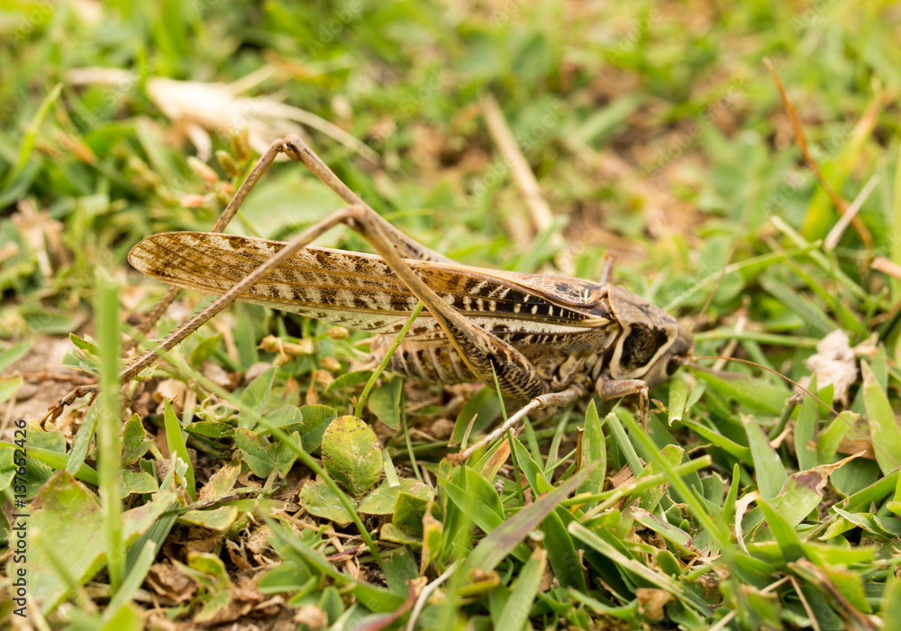grasshopper in nature. macro grasshopper in nature. macro