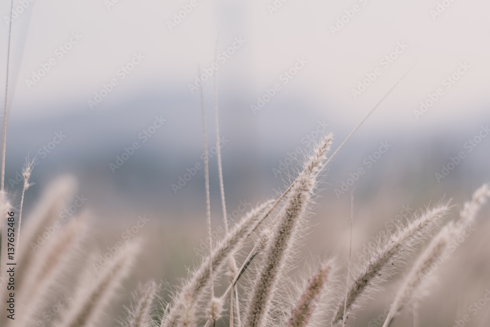 beautiful grass flower background ,selective focus