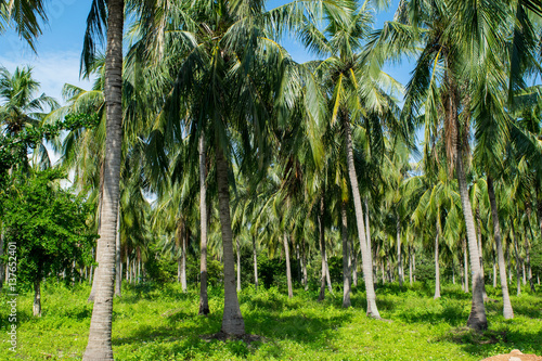 Obraz na płótnie Tropical palms in a Jungle - Monkey island, Vietnam, Asia w salonie