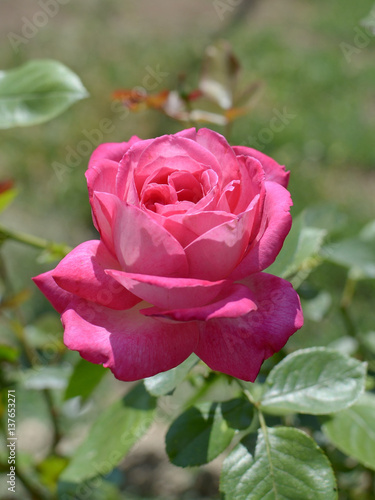 The rose flower .