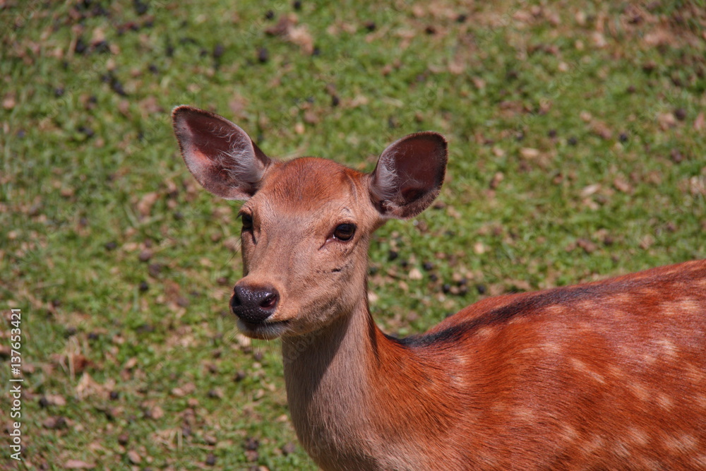 Fototapeta premium 鹿63