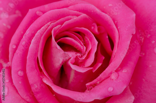 Petals flower rose.