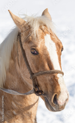 Portrait of a horse on nature in winter © schankz