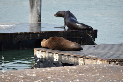 Seelöwe