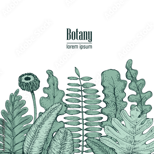 Hand drawn vector botany illustration. Vintage background.
