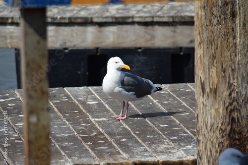 Möwe