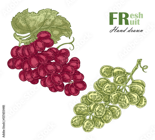 Green and rouge grapes branch isolated on white background. Fruit vector illustration sketch