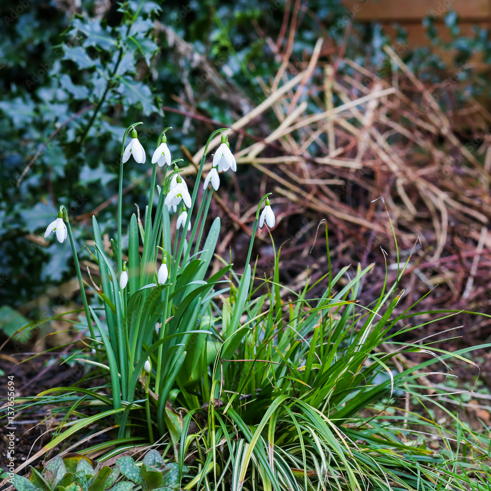 Fototapeta premium Group of snowdrop spring flowers in the wilde garden