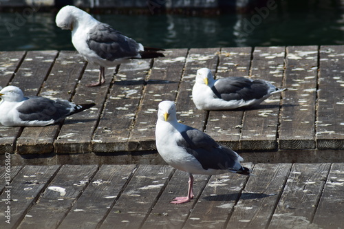 Möwe