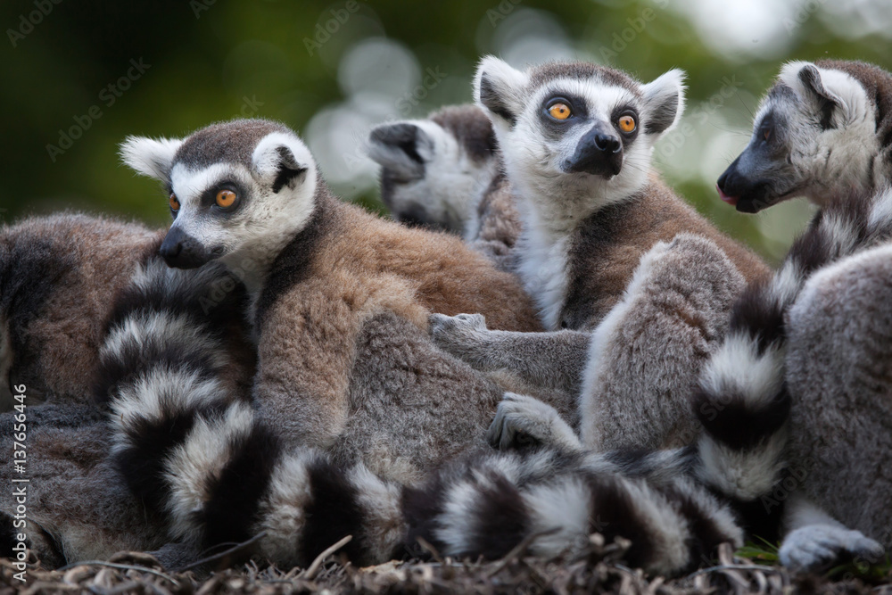 Obraz premium Ring-tailed lemur (Lemur catta)
