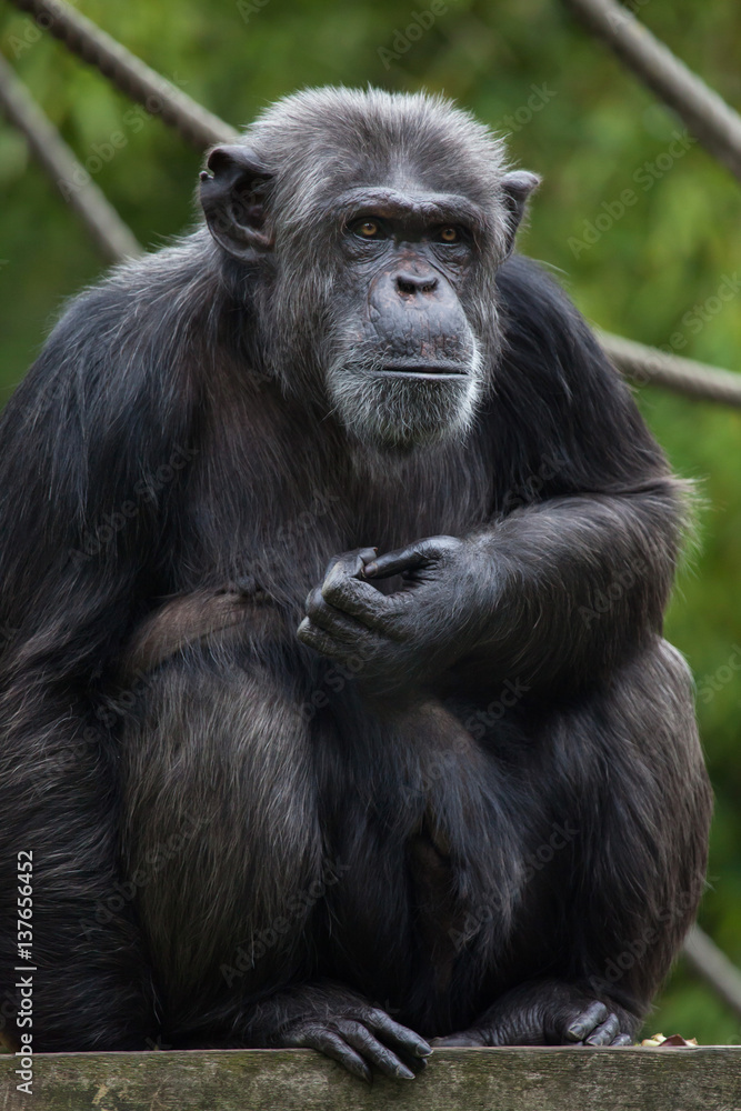 Common chimpanzee (Pan troglodytes)