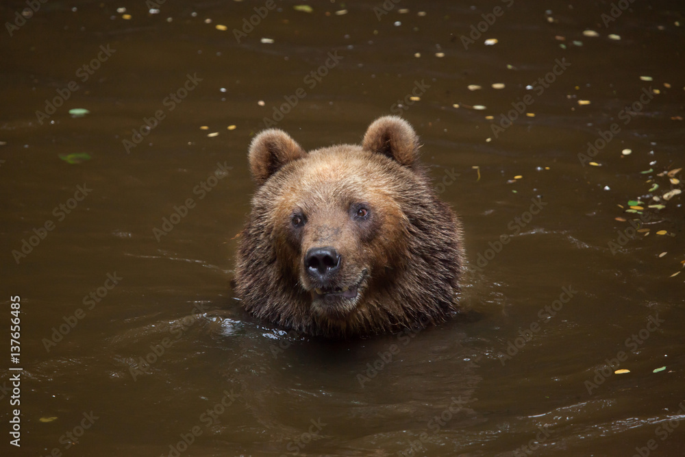 Kamchatka brown bear (Ursus arctos beringianus) Kamchatka brown bear (Ursus arctos beringianus)