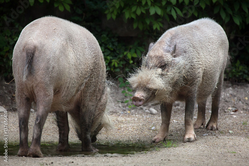 Bornean bearded pig (Sus barbatus) photo