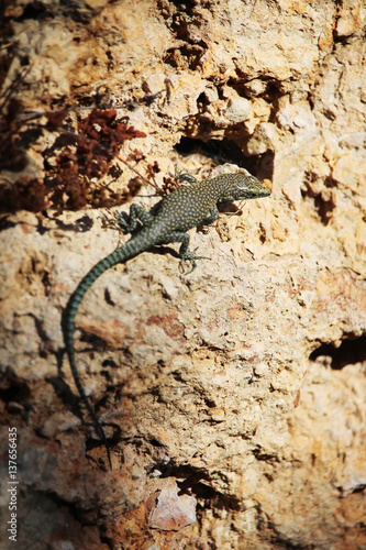 A lizard on a stone wall in Dubrovnik, Croatia 