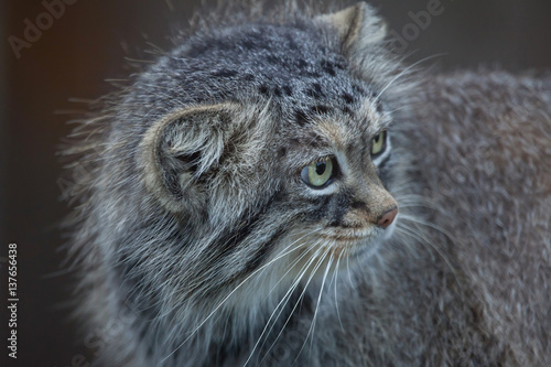 Photography Pallas's cat (Otocolobus manul)