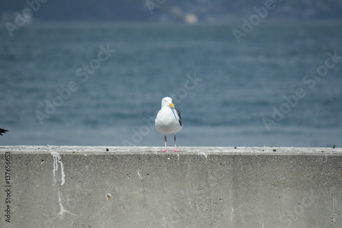 Möwe