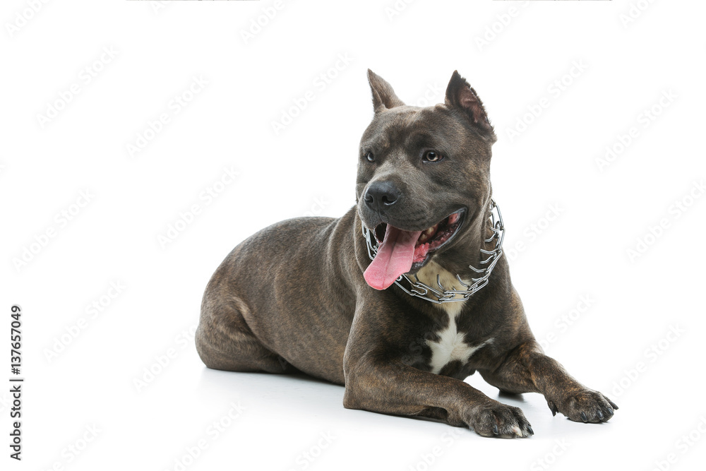 Beautiful amstaff dog Beautiful amstaff dog