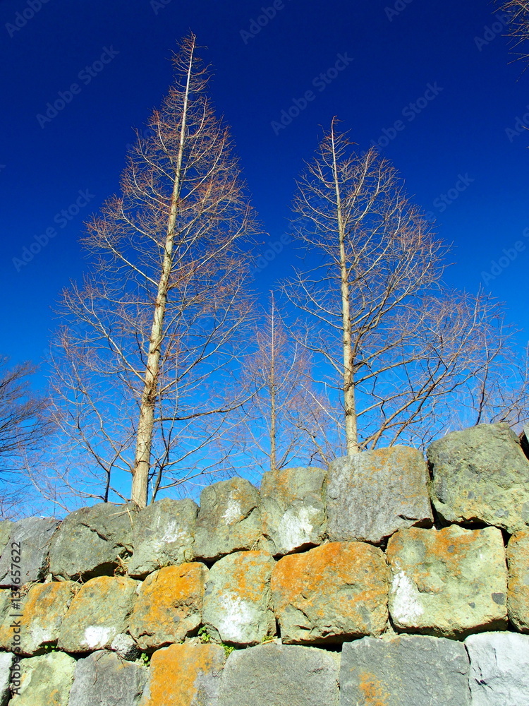 メタセコイアの枯れ木のある公園風景 Stock Photo Adobe Stock