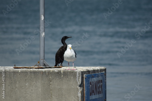 Möwe