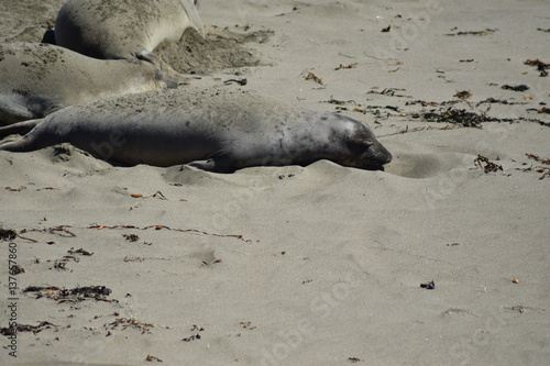 Seelöwe