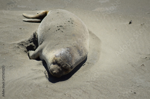 Seelöwe