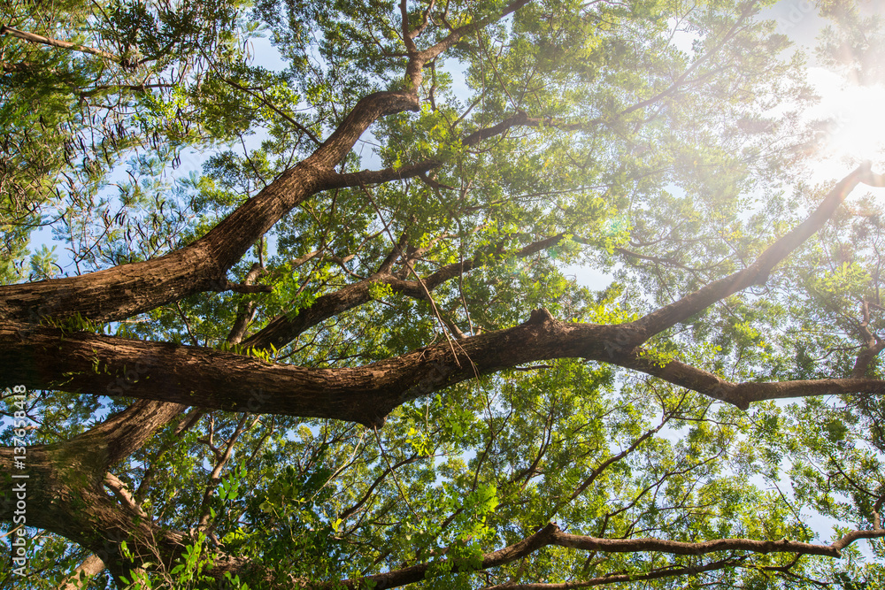 The canopy of tall trees with sun shining The canopy of tall trees with sun shining