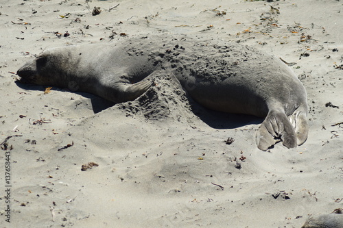 Seelöwe