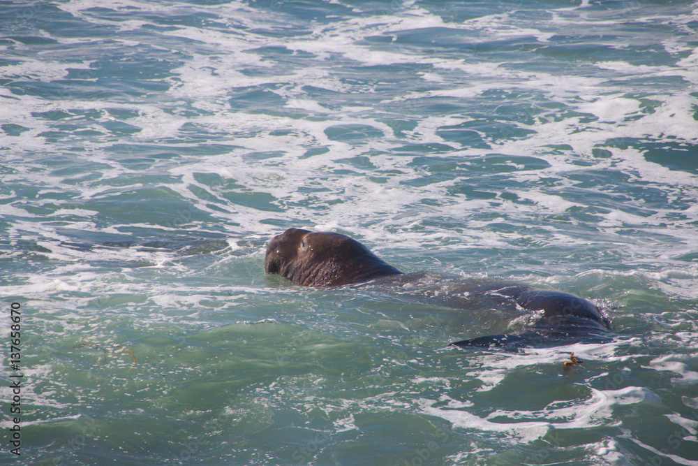 Fototapeta premium Swimming Elephant seals laying on the beach sunbathing in USA